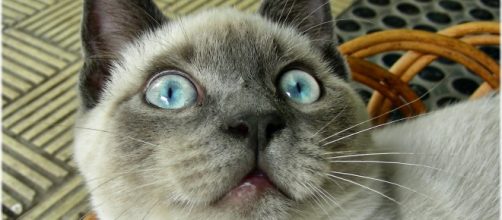 Un gato sobrenatural con los ojos abiertos