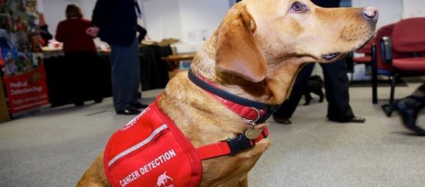 Perro destinado a la detección del cáncer. Perro destinado a la detección del cáncer.