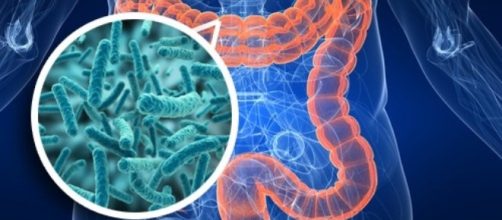 La flora batterica intestinale influenza i parametri legati al metabolismo