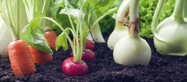 Fotografía de verduras y hortalizas Fotografía de verduras y hortalizas
