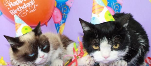 O Grumpy Cat é um dos gatos que mais fazem sucesso no Instagram, com 1.4 milhões de seguidores. O Grumpy Cat é um dos gatos que mais fazem sucesso no Instagram, com 1.4 milhões de seguidores.