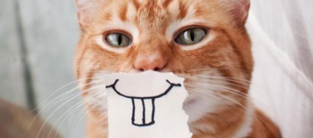 Gatos dão sinais quando amam o dono Gatos dão sinais quando amam o dono