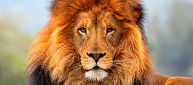 La famosa historia "El Libro de la selva" tiene su nueva película La famosa historia "El Libro de la selva" tiene su nueva película