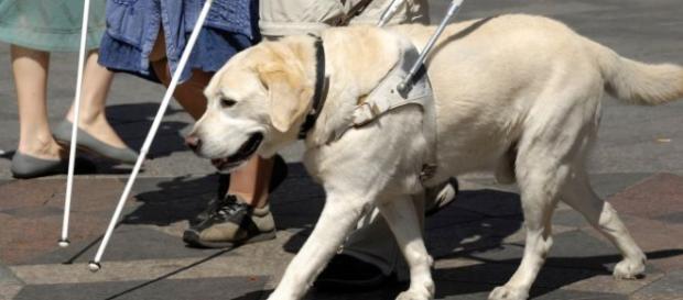 Perro-guía acompañando a una persona invidente. Perro-guía acompañando a una persona invidente.