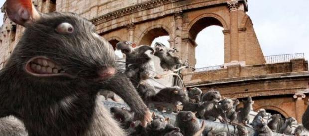 Roma, ordinanza contro emergenza topi Roma, ordinanza contro emergenza topi