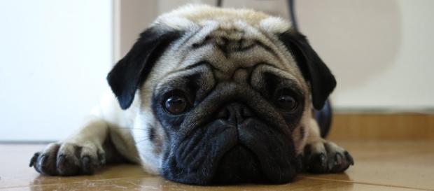 Converse sempre com um veterinário antes de medicar o seu animal de estimação. Converse sempre com um veterinário antes de medicar o seu animal de estimação.