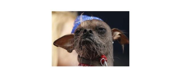 El perro más feo del mundo es casi una realeza en Peru El perro más feo del mundo es casi una realeza en Peru