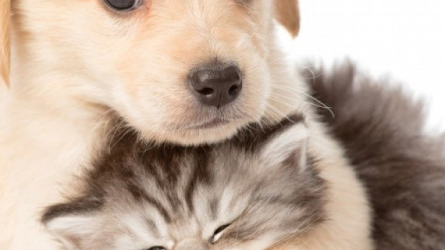 Amici a quattro zampe sempre più al centro di maltrattamenti ed episodi violenti