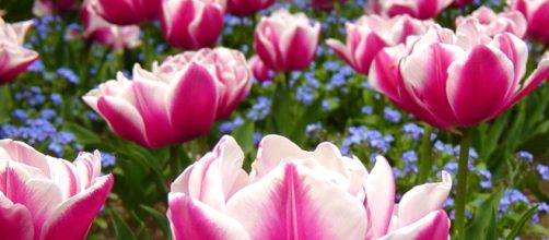un prato a tulipani, per godere dei fiori