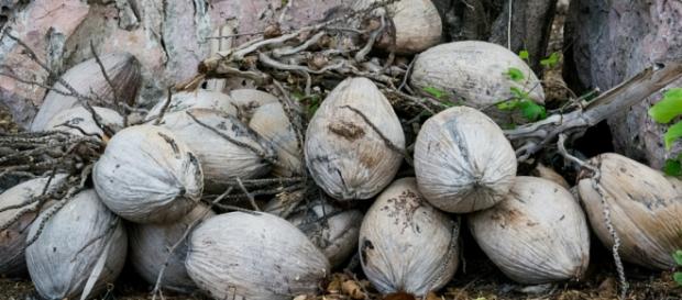 Celebrities Use Coconut Oil To Stay Young and Vibrant Celebrities Use Coconut Oil To Stay Young and Vibrant