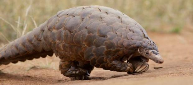The pangolin is the most trafficked animal in the world. Photo via David Brossard, flickr.com/creativecommons The pangolin is the most trafficked animal in the world. Photo via David Brossard, flickr.com/creativecommons
