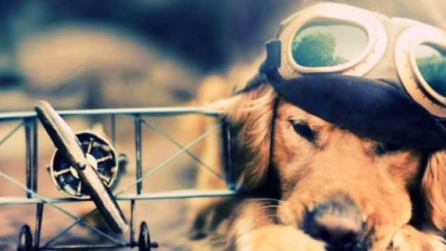 Aereo, da oggi si può portare il cane in cabina