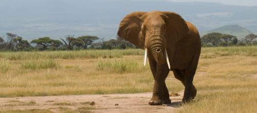 Incendio di avorio per un valore di 100 milioni in difesa degli elefanti