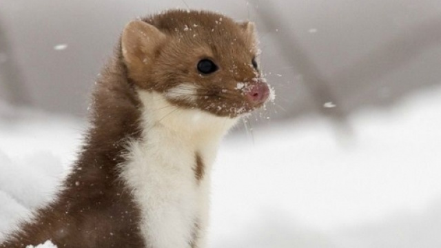 Faina al freddo, cercher&agrave; rifugio al CERN?