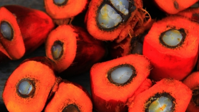 olio di palma cancerogeno per l'Efsa