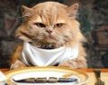 A veinte años de comer gatos, ¿cómo seguimos?