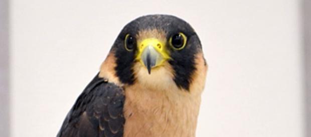 Taita Falcon, by Tiggertai. CC 2.0/wikipedia. Taita Falcon, by Tiggertai. CC 2.0/wikipedia.