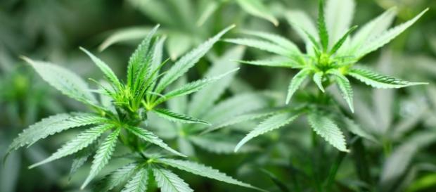 Cannabis seedlings / Photo via 7raysmarketing, Pixabay.com Cannabis seedlings / Photo via 7raysmarketing, Pixabay.com