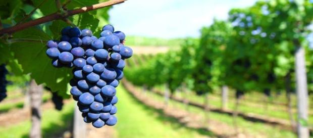 Vino delle marche, Convivio Divino Vino delle marche, Convivio Divino