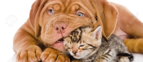 Assegno di mantenimento per animali domestici, in arrivo la proposta di legge