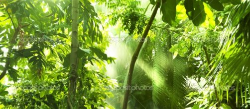 Foresta tropicale, alberi nella luce del sole