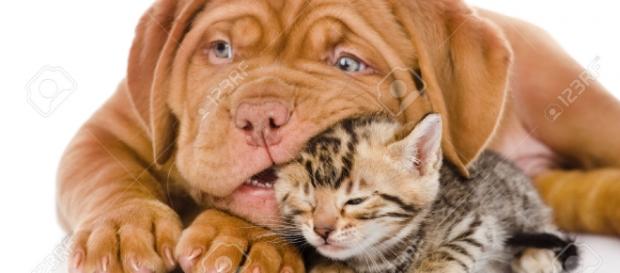 Assegno di mantenimento per animali domestici, in arrivo la proposta di legge Assegno di mantenimento per animali domestici, in arrivo la proposta di legge