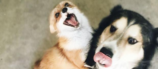 Mejores Amigos Zorro y Perro.. Mejores Amigos Zorro y Perro..