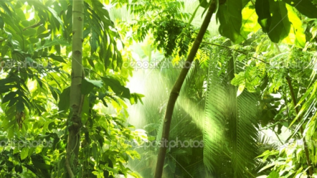 Foresta tropicale, alberi nella luce del sole