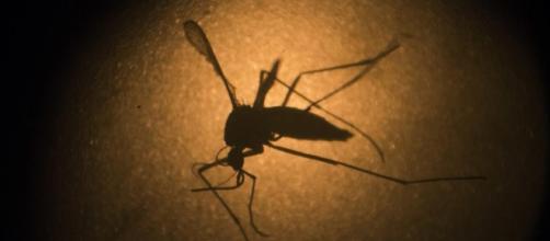 El zika, un problema en Brasil ante la cercanía de los Juegos Olímpicos