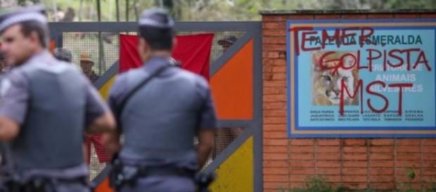 Gado teria sido sacrificado por manifestantes Gado teria sido sacrificado por manifestantes