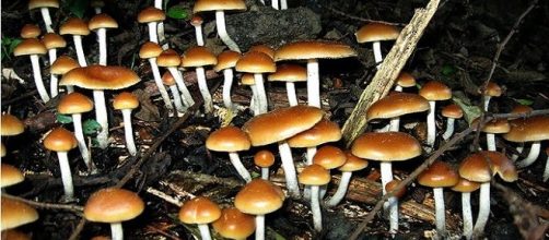I funghi allucinogeni che contengono psilocibina