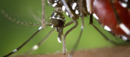 Zanzara Aedes Aegypti, responsabile del Virus Zika, della Febbre Dengue e della Chikungunya, una febbre acuta virale epidemica che attacca l'SNC.