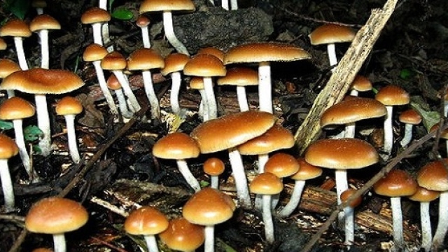 I funghi allucinogeni che contengono psilocibina