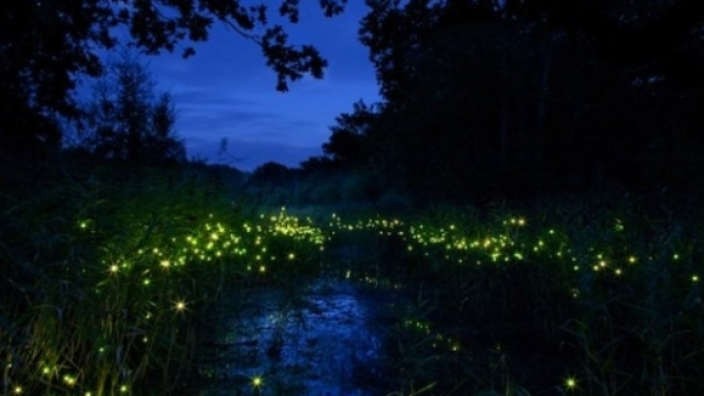 Lusiroeula, cercar lucciole insieme a una guida al Parco delle Cave di Milano