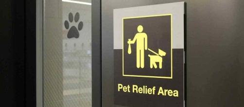 Área para mascotas del Aeropuerto John F. Kennedy