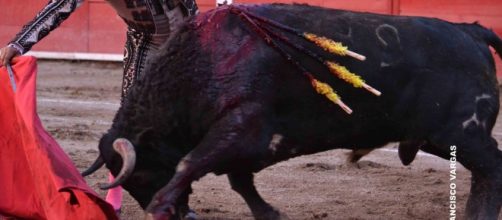 Rodolfo Rodriguez mentre uccide un toro