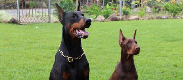 Cortar as orelhas e caudas dos cães é crime Cortar as orelhas e caudas dos cães é crime