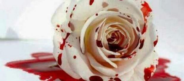 Mulher é assassinada por causa de um galho de rosa. Mulher é assassinada por causa de um galho de rosa.