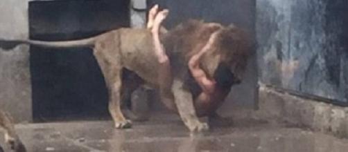 Video uomo nella gabbia dei leoni in Cile
