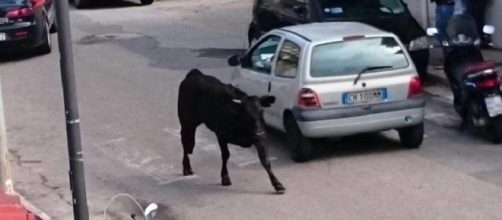 Reggio Calabria: toro in giro per la città.