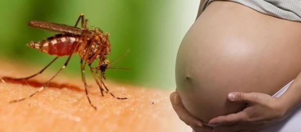 El virus Zika puede causar efectos de nacimiento graves El virus Zika puede causar efectos de nacimiento graves