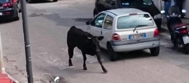 Reggio Calabria: toro in giro per la città. Reggio Calabria: toro in giro per la città.