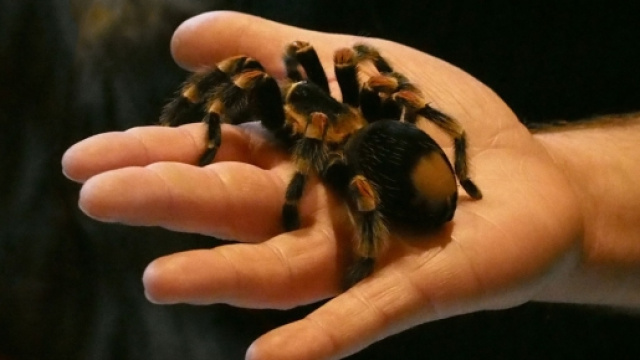 Due tarantole in fuga scatenano il panico su un volo della Air Transat