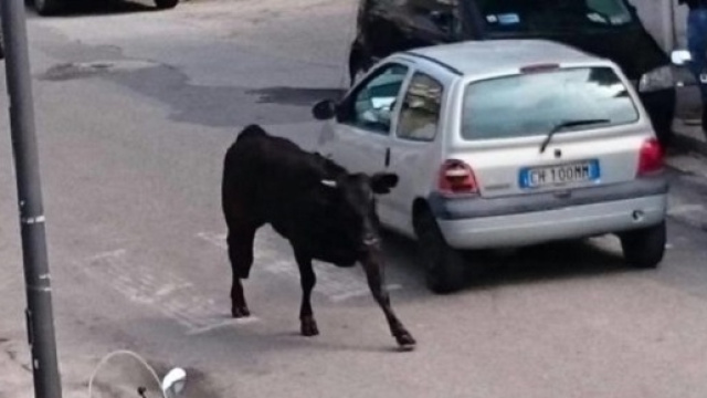 Reggio Calabria: toro in giro per la città.