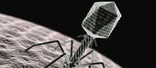 I batteriofagi (o fagi) potrebbero essere un'arma efficace per il controllo dei batteri resistenti agli antibiotici.