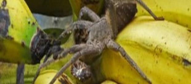 Ecco il Phoneutria, definito il 'ragno delle banane' Ecco il Phoneutria, definito il 'ragno delle banane'