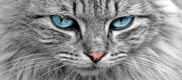 El ronroneo de los gatos es terapéutico. Pixabay El ronroneo de los gatos es terapéutico. Pixabay
