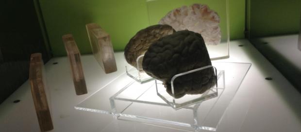 Rebanadas de cerebro, el arte de frontera coquetea con la onda zombie Rebanadas de cerebro, el arte de frontera coquetea con la onda zombie
