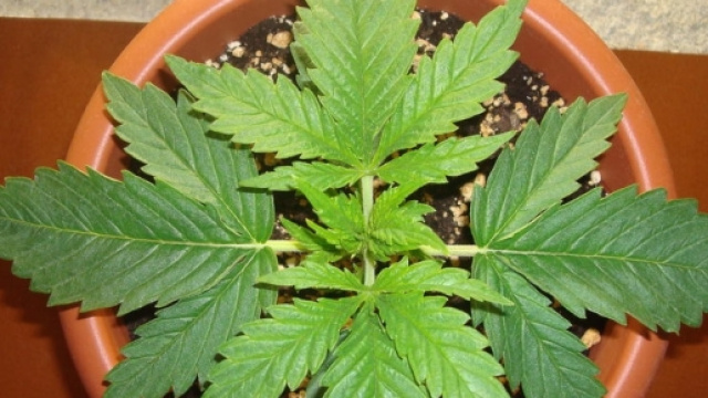 Coltivare cannabis per uso personale è reato.