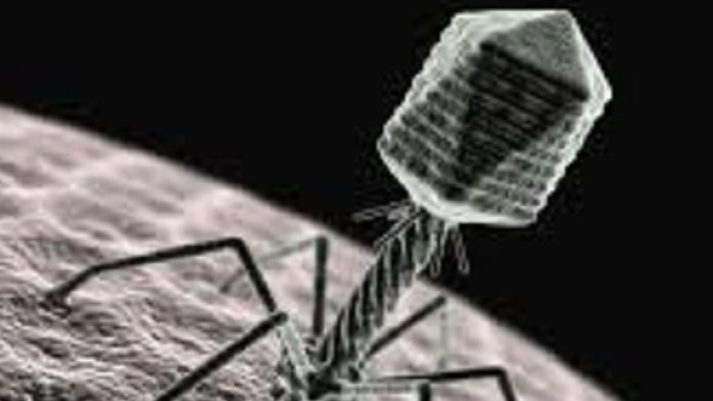 I batteriofagi (o fagi) potrebbero essere un'arma efficace per il controllo dei batteri resistenti agli antibiotici.